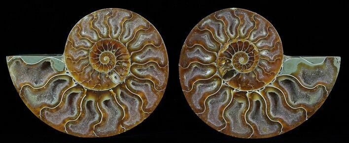 Polished Ammonite Pair - Agatized #51739